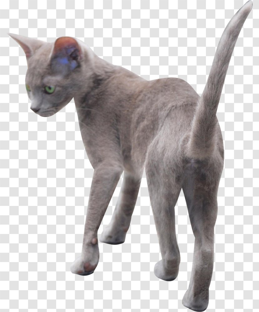 Cat Small To Medium-sized Cats Russian Blue Korat Whiskers - Mediumsized - Animal Figure Transparent PNG
