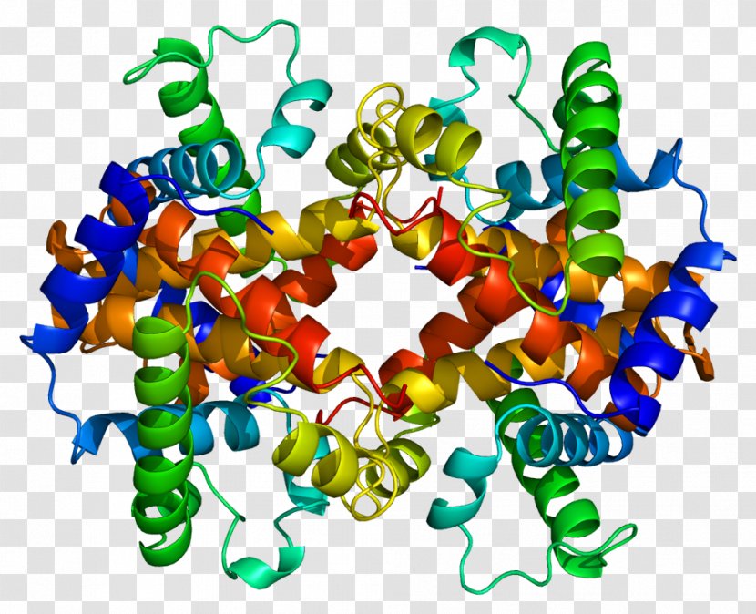 Embryonic Hemoglobin A Glycated HBE1 - Globulin - Molecular Chain Deductible Transparent PNG