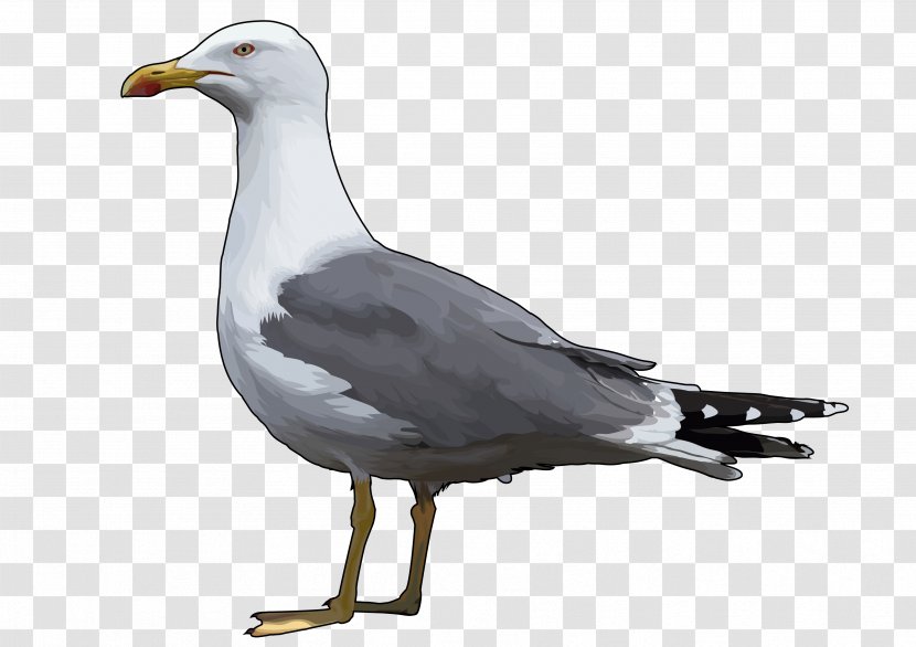 European Herring Gull Gulls Bird Great Black-backed Yellow-legged - Beak Transparent PNG