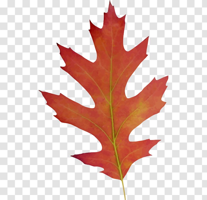 Maple Leaf Clip Art - Flag Of Canada Transparent PNG