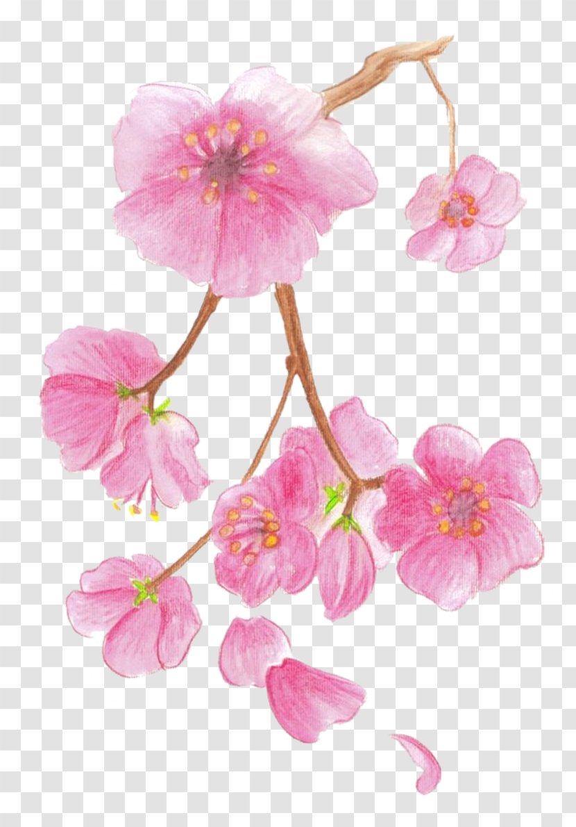 Cherry Blossom Drawing Paper Watercolor Painting - Blossoms Transparent PNG