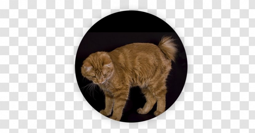 Kurilian Bobtail Ojos Azules American YouTube - Cat Like Mammal Transparent PNG