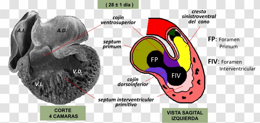 Heart Development Embryology Atrioventricular Canal Septum - Silhouette Transparent PNG