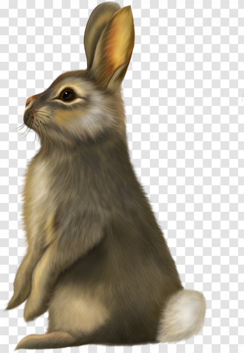 Hare Rabbit Horse Clip Art - Fauna Transparent PNG