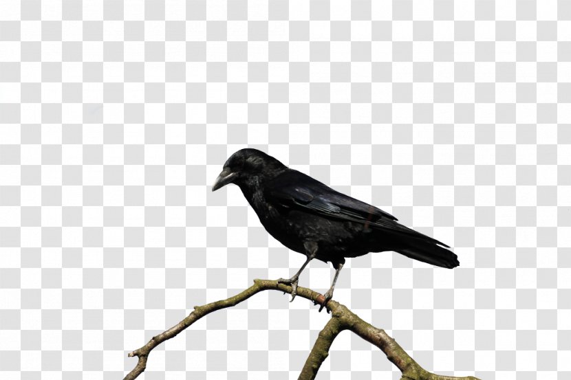 Cartoon Bird - American Crow - Songbird Crowlike Transparent PNG
