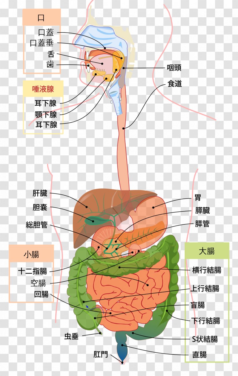 Gastrointestinal Tract Digestion Human Digestive System Anatomy Physiology - Tree - Alimentary Transparent PNG