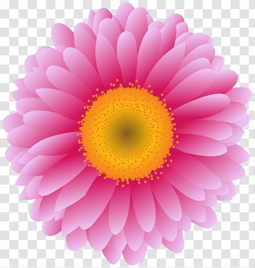 Transvaal Daisy Stock Photography Flower Clip Art Chrysanthemum - Magenta Transparent PNG