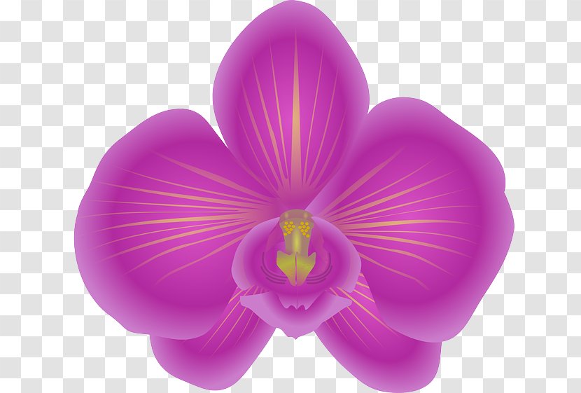 Cattleya Orchids Clip Art - Violet - Flower Transparent PNG