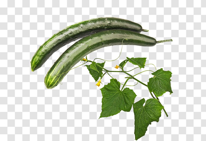 Pickled Cucumber Luffa Pasilla - Plant Transparent PNG