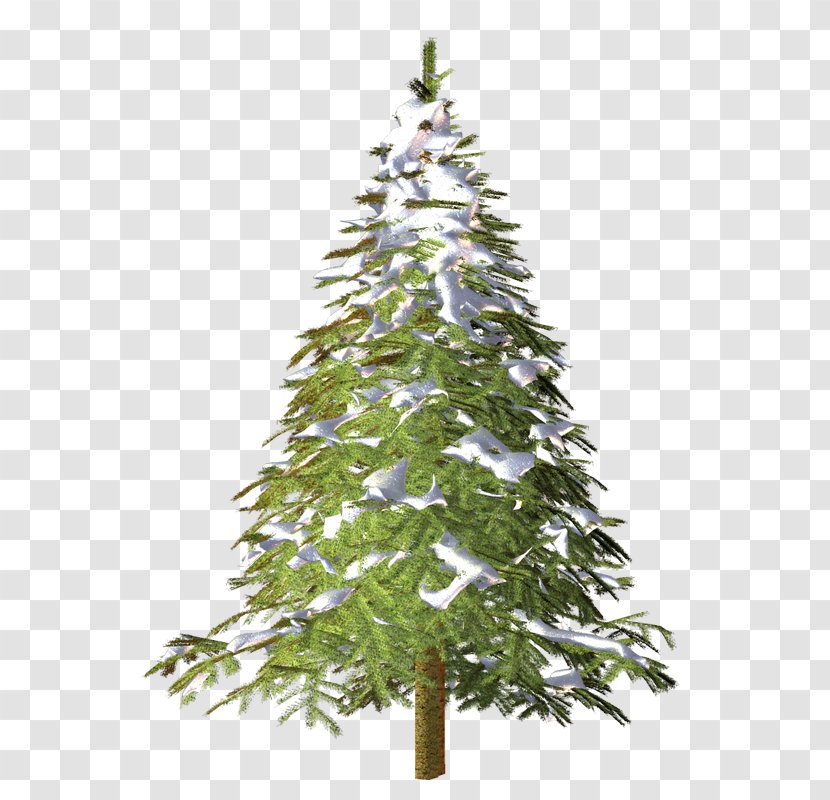 Spruce Christmas Tree Conifers Advertising - July 6 - Conifer Transparent PNG