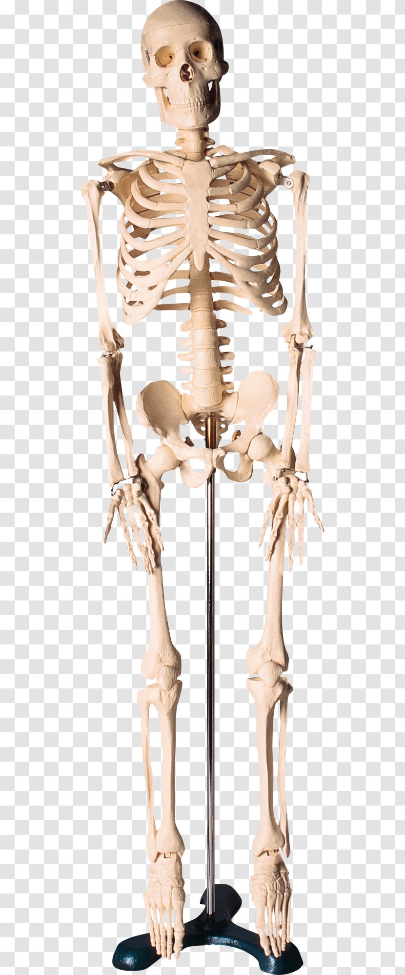 Human Skeleton Bone - Figurine Transparent PNG