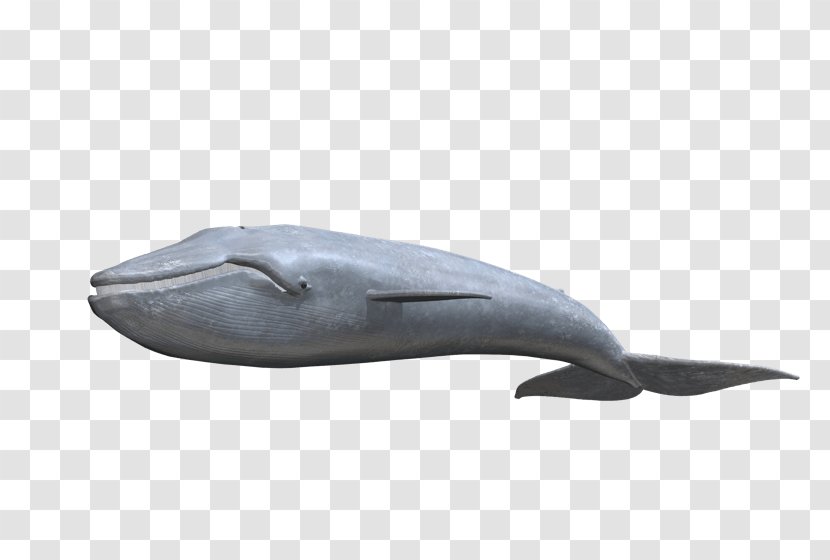 Tucuxi Common Bottlenose Dolphin Porpoise Cetacea Product - Blue Whale Transparent PNG