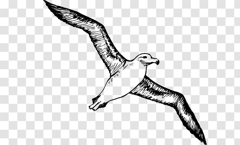 Albatross Clip Art - Vertebrate Transparent PNG