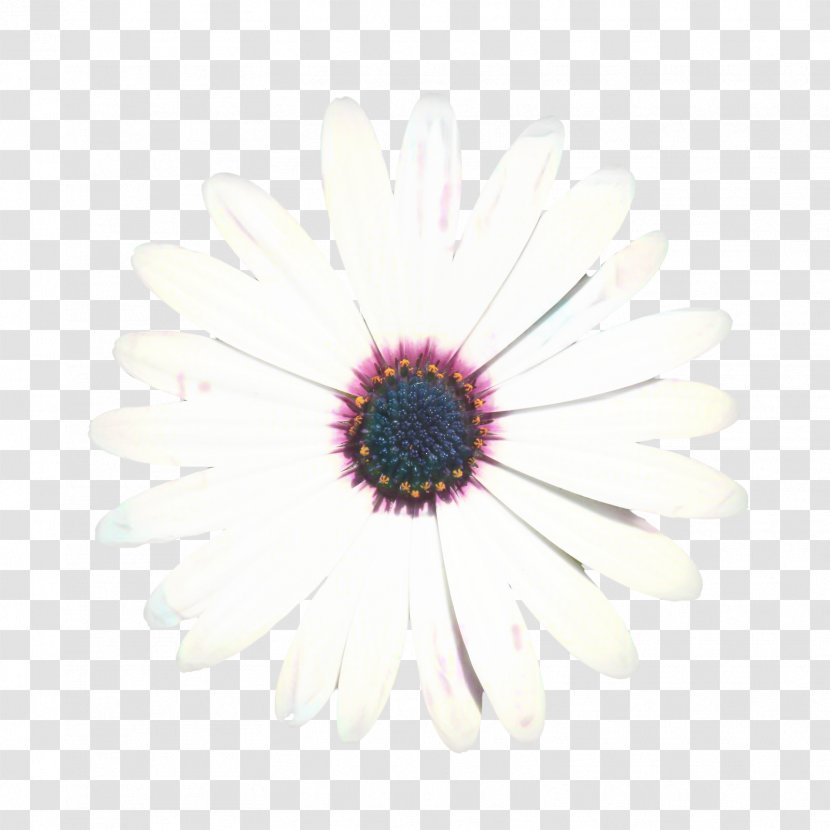 Pink Flower Cartoon - Daisy Family - Camomile Wildflower Transparent PNG