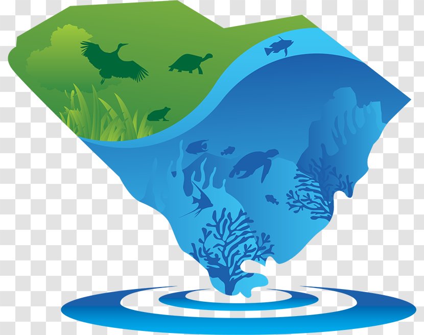 Marine Mammal Biology Organism Water - Environmental Group Transparent PNG