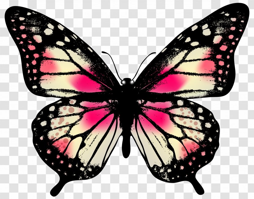 Butterfly Photography Clip Art - Insect - Pink Transparent PNG