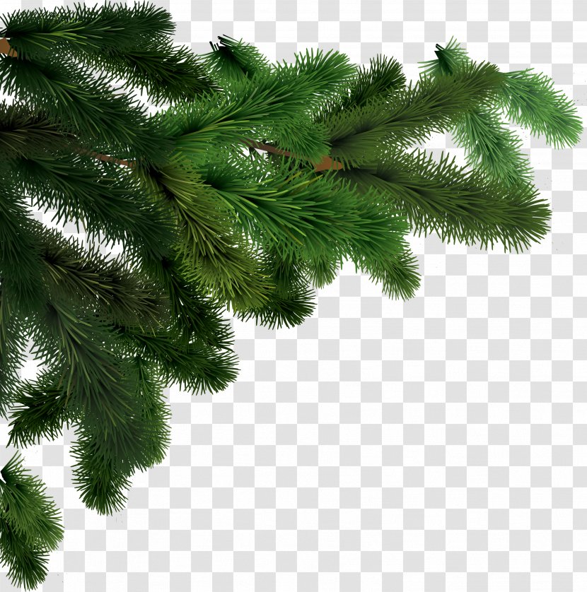 Tree Abies Alba Clip Art - Twig - Fir-tree Image Transparent PNG