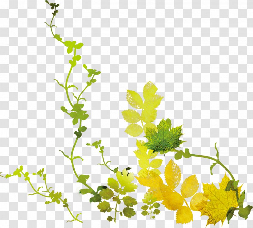 Image Vector Graphics Graphic Design - Branch - Leaves Transparent PNG