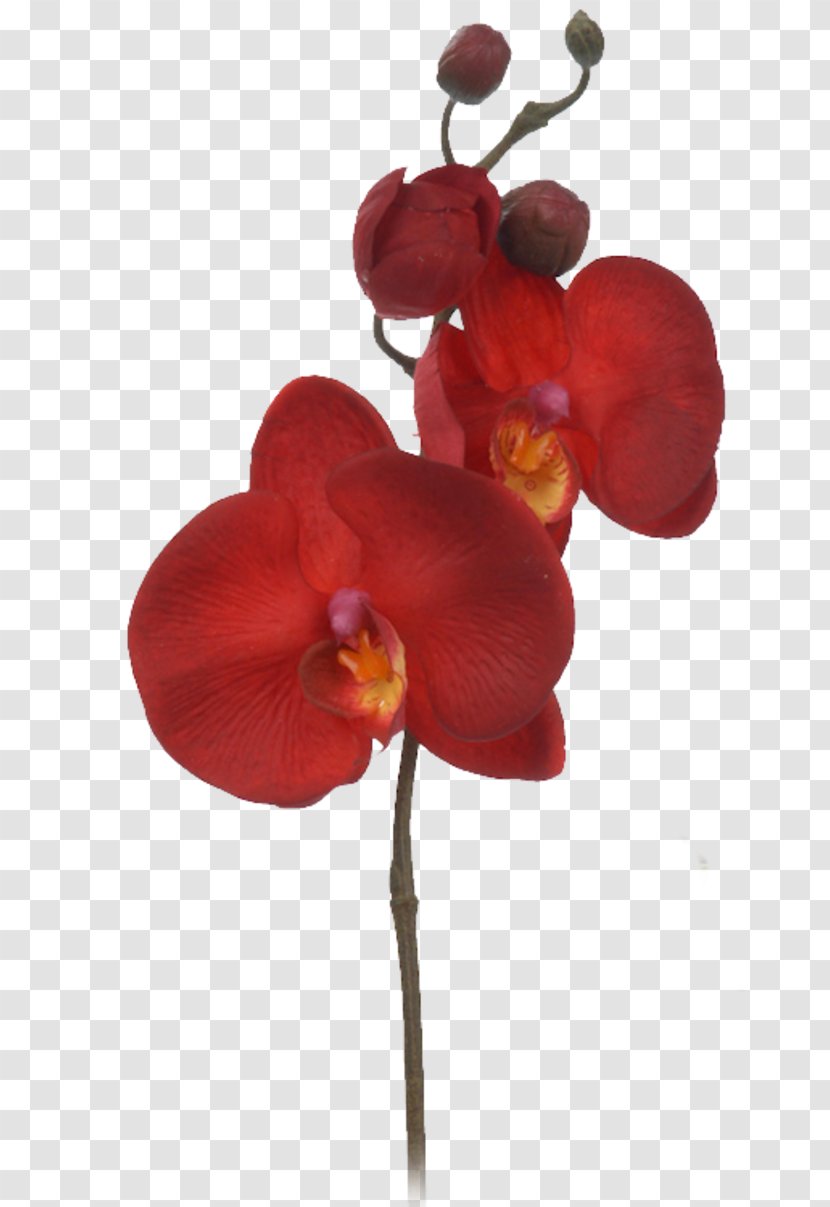 Cut Flowers Petal - Orchids - Flower Transparent PNG
