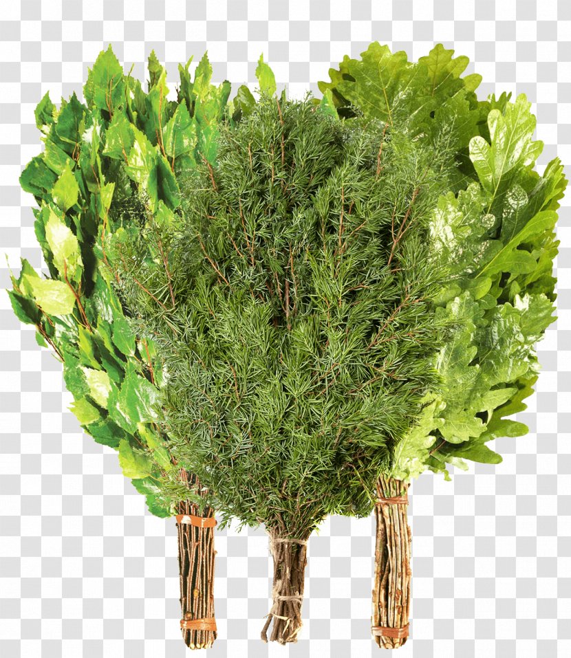 Watercress Greens Vegetable Food Leaf - Shrub Transparent PNG