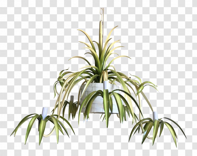 Chandelier Furniture Chlorophytum Comosum Plant Stem - Ethan Allen Transparent PNG