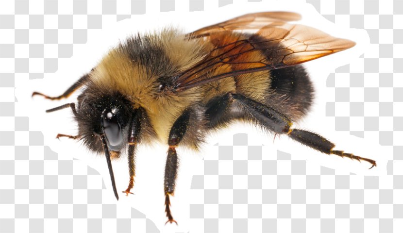 Franklin's Bumblebee Bombus Affinis Honey Bee Transparent PNG