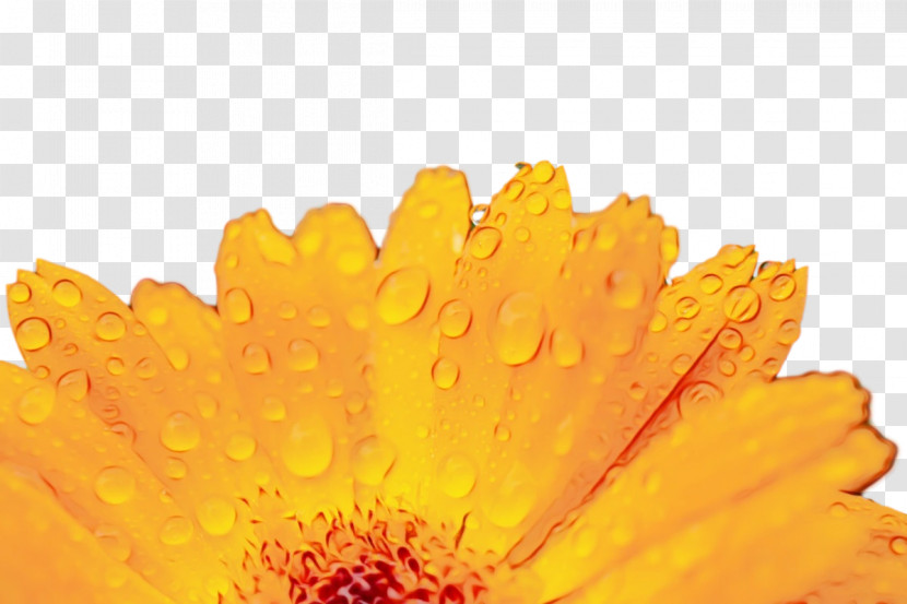 Transvaal Daisy Yellow Pot Marigold Petal Pollen Transparent PNG