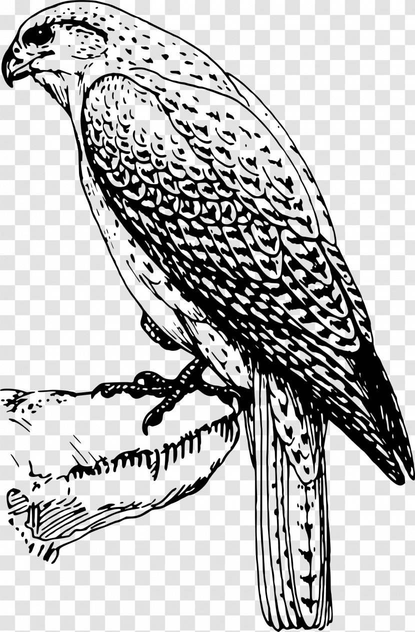 Bird Of Prey Clip Art - Falcon Transparent PNG