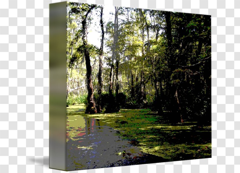 Bayou Temperate Broadleaf And Mixed Forest Swamp Nature Reserve - Wetland Transparent PNG