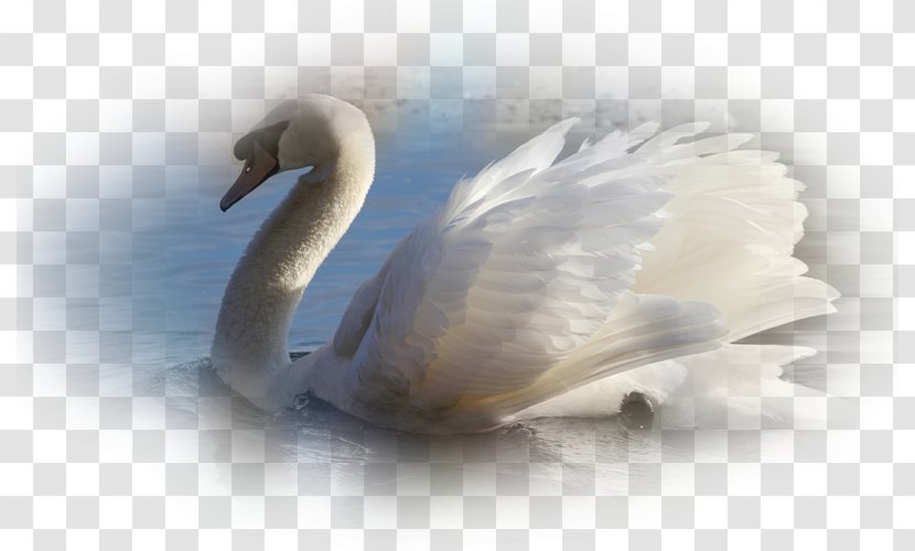 Cygnini Beak Feather - Swan Transparent PNG