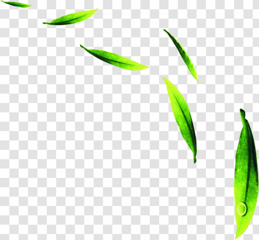 Green Download - Search Engine - Dew Fresh Tea Free Downloads Transparent PNG