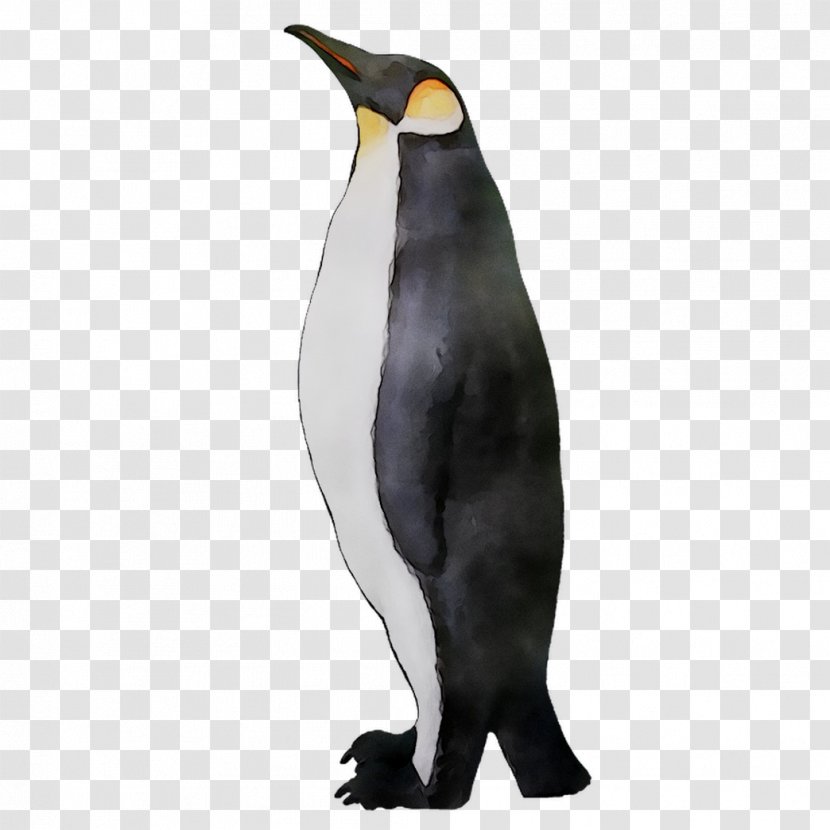 King Penguin Fauna Beak - Emperor Transparent PNG