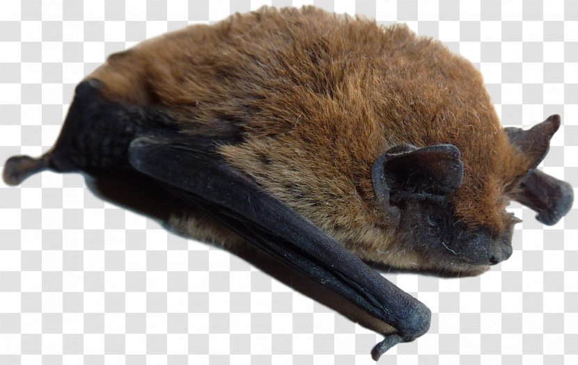 Little Brown Bat Rat Pest Control Vermin Transparent PNG