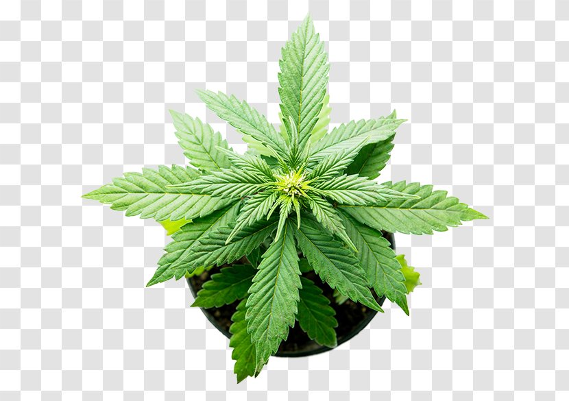 Hemp Medical Cannabis Plant Cannabidiol - Kush - Pot Transparent PNG