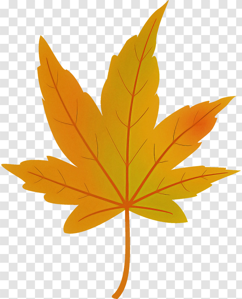 Maple Leaf Autumn Leaf Yellow Leaf Transparent PNG