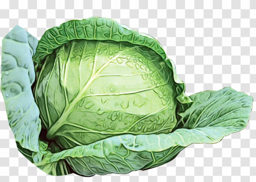 Leaf Vegetable Cabbage Savoy Cabbage Collard Komatsuna Transparent PNG
