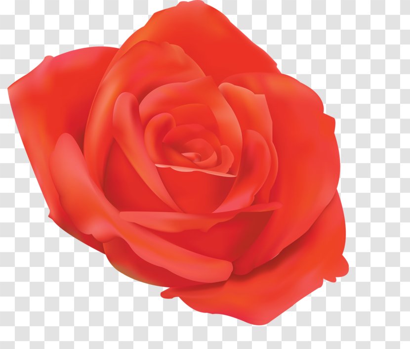 Garden Roses 0 1790s Floribunda Petal - Rose - Red Transparent PNG