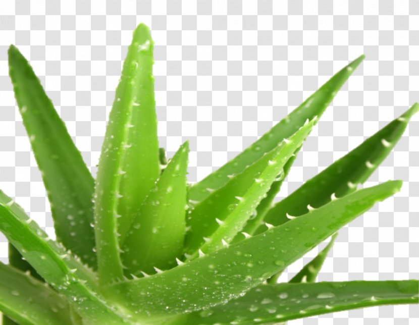 Aloe Vera Healing Medicine Wound Medicinal Plants Transparent PNG