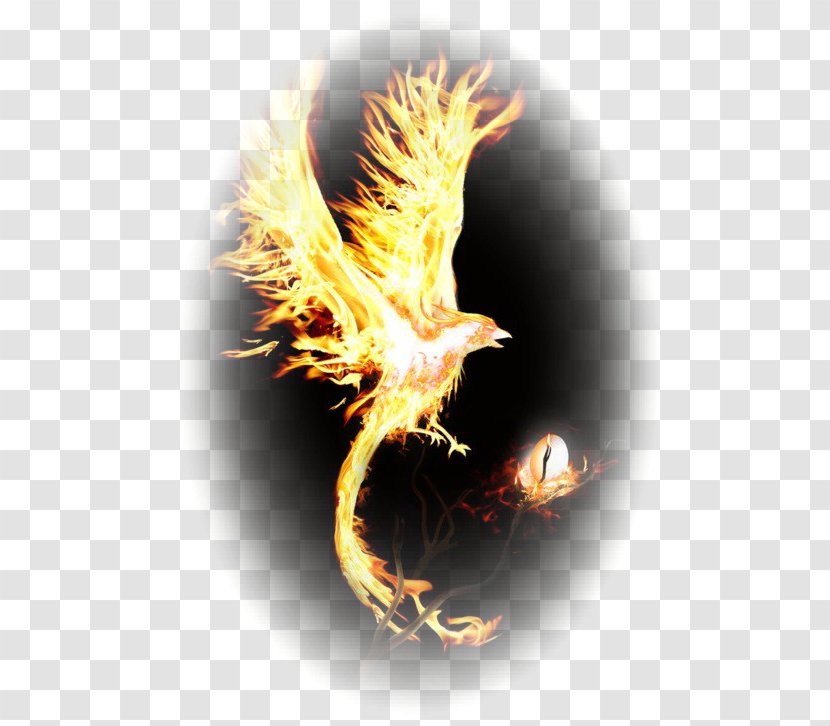 Phoenix Mythology Legendary Creature Art - Dark Saga Transparent PNG