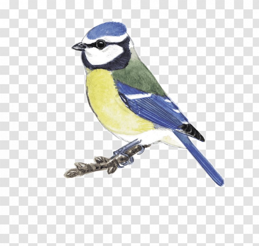 Blue Jay Finch Cobalt Beak Chickadee - Perching Bird - Feather Transparent PNG
