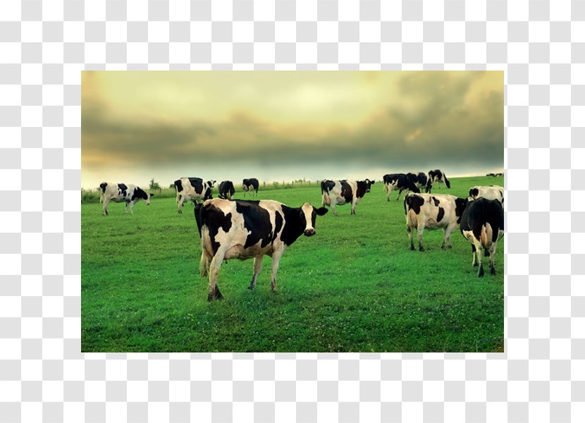 Cow Wallpaper Beef Cattle Desktop High-definition Television - Pasture Transparent PNG
