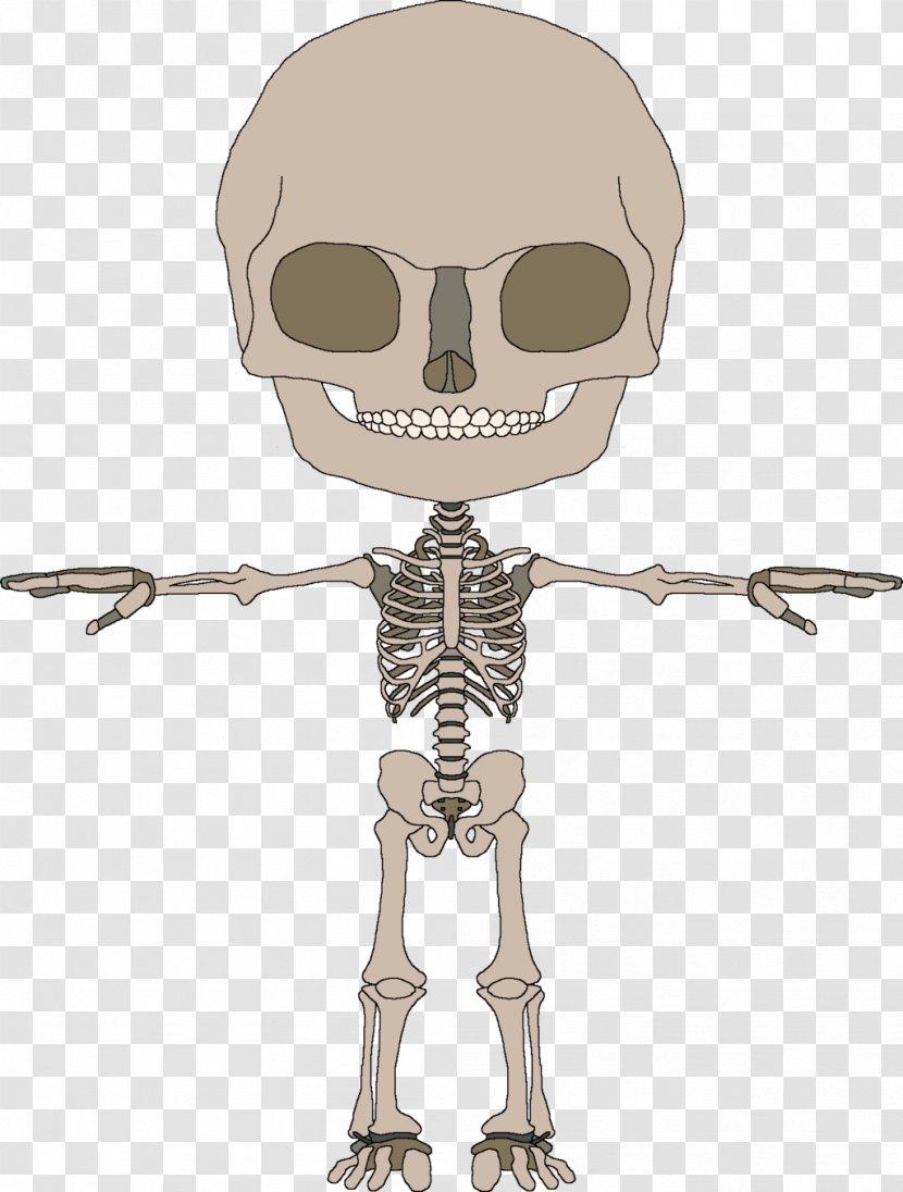 Bone Human Skeleton Homo Sapiens Muscle - Tree Transparent PNG