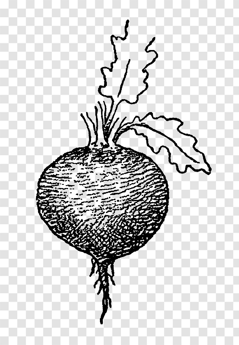 Drawing Beetroot Tuber Parsnip - Line Art - Vegetable Transparent PNG