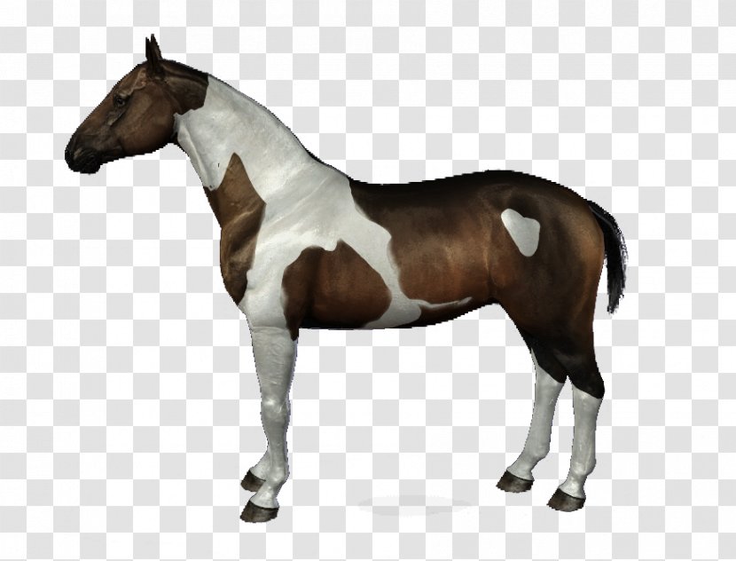 Stallion American Paint Horse Bridle Halter - Low Poly - Thanks For 1000 Likes Transparent PNG
