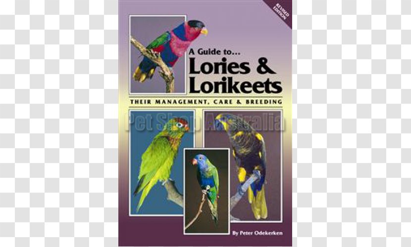 Macaw Parrot A Guide To Lories And Lorikeets (Revised Edition): Their Management, Care Breeding Cockatiel Bird - Beak Transparent PNG