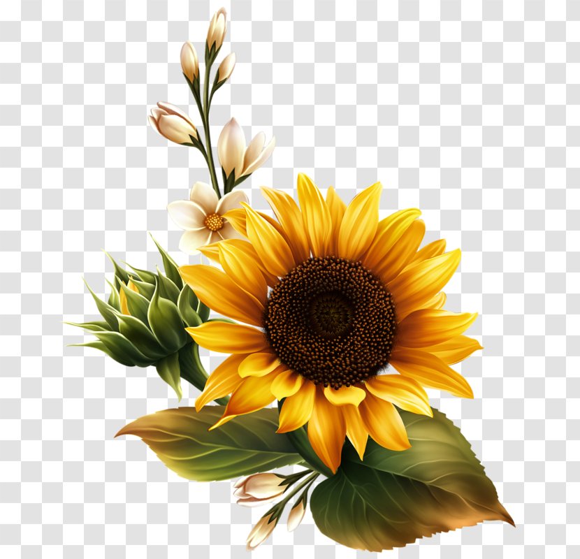 Common Sunflower Seed Clip Art - Plant - Flower Transparent PNG