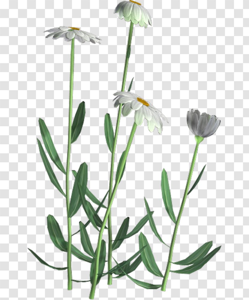 Flower Leaf Herbaceous Plant Tree Chrysanthemum ×grandiflorum - Flowering Transparent PNG