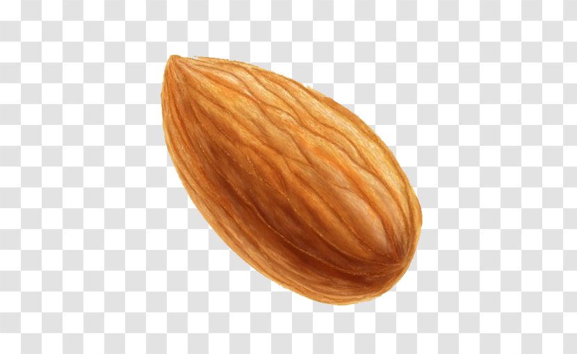 Nut Almond Icon - Dribbble - Cartoon Transparent PNG