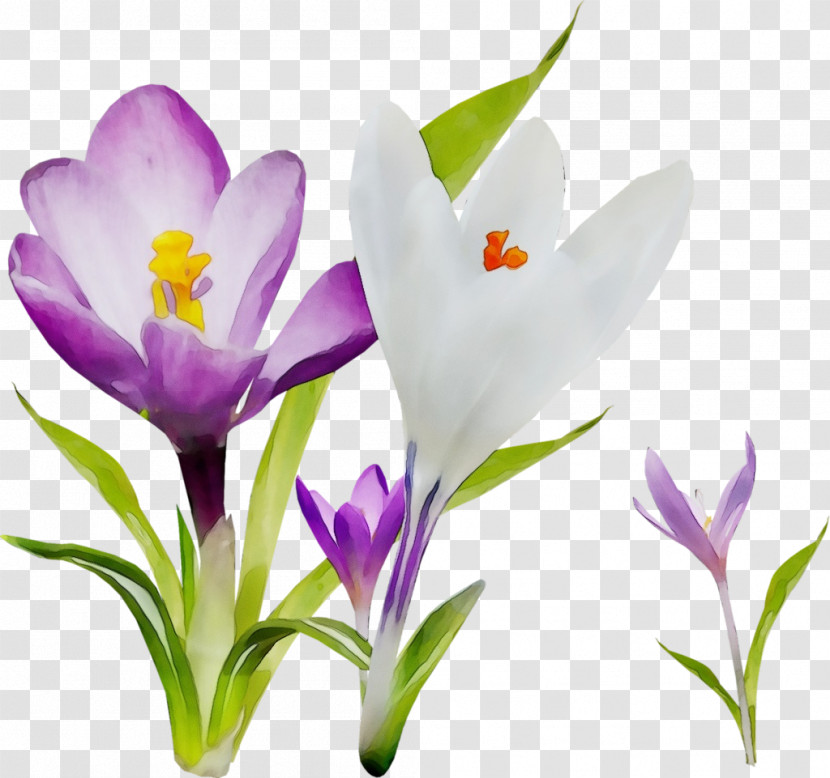 Flower Cretan Crocus Crocus Tommie Crocus Plant Transparent PNG