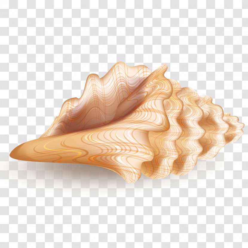 Seashell Euclidean Vector Computer File - Ice Cream Cone - Conch Transparent PNG